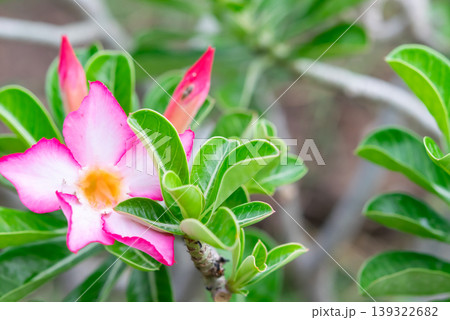 Bright pink desert rose flower with white center and green leaves blooming in natural garden showing fresh vibrant petals and tropical ornamental plant beauty Bright pink desert rose flower with white center and green leaves blooming in natural garden showing fresh vibrant petals and tropical ornamental plant beauty 139322682