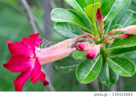Vivid red desert rose flower with buds and green leaves covered with water droplets showing fresh bloom and tropical ornamental plant growth in garden Vivid red desert rose flower with buds and green leaves covered with water droplets showing fresh bloom and tropical ornamental plant growth in garden 139322683