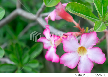 Soft pink desert rose flowers with white center and green leaves blooming in garden showing delicate petals and tropical ornamental plant beauty in natural environment Soft pink desert rose flowers with white center and green leaves blooming in garden showing delicate petals and tropical ornamental plant beauty in natural environment 139322684