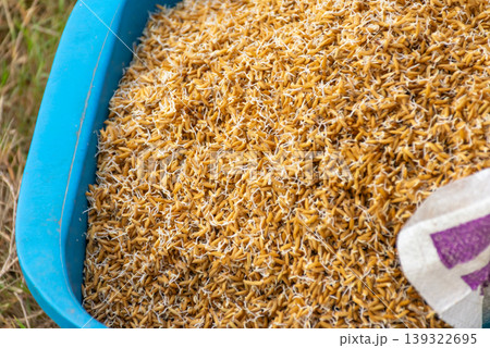 Close up of sprouted rice seeds in container...の写真素材 [139322695] - PIXTA