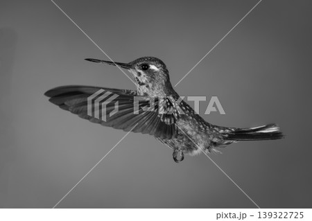 Mono female purple-bibbed whitetip flaps wings forwards Mono female purple-bibbed whitetip flaps wings forwards 139322725