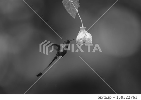 Mono male white-booted racket-tail hovers by flower Mono male white-booted racket-tail hovers by flower 139322763