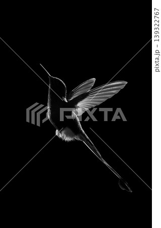 Mono male white-booted racket-tail silhouetted in profile Mono male white-booted racket-tail silhouetted in profile 139322767