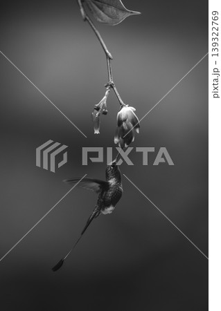 Mono male white-booted racket-tail under flower feeding 139322769