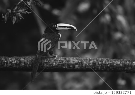 Mono pale-mandibled aracari watches camera from branch 139322771
