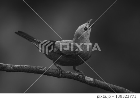 Mono palm tanager looks up from branch 139322773