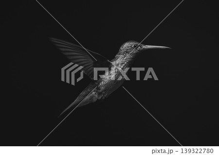 Mono rufous-tailed hummingbird in profile in sun 139322780