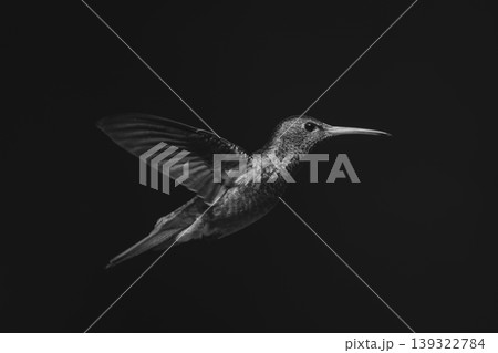 Mono rufous-tailed hummingbird in sunshine in profile Mono rufous-tailed hummingbird in sunshine in profile 139322784