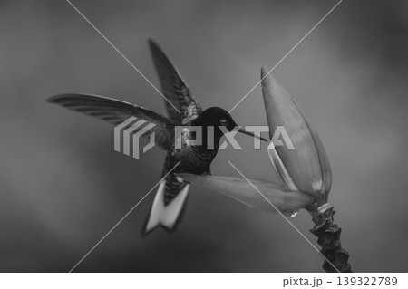 Mono velvet-purple coronet flaps wings on flower Mono velvet-purple coronet flaps wings on flower 139322789