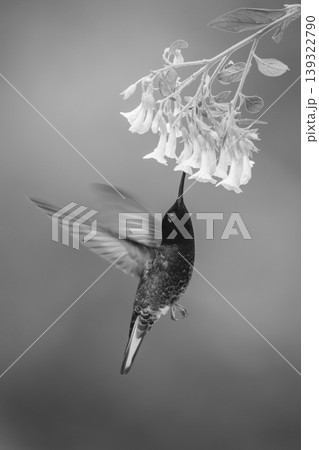 Mono velvet-purple coronet hovers drinking beneath flowers Mono velvet-purple coronet hovers drinking beneath flowers 139322790