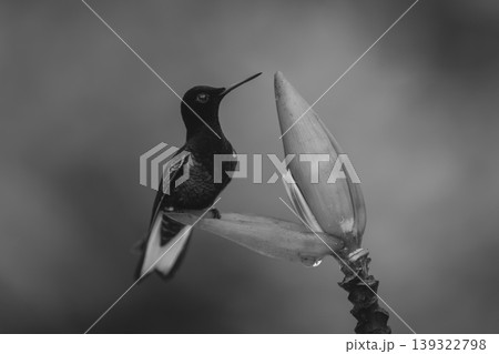 Mono velvet-purple coronet lifts beak on flower Mono velvet-purple coronet lifts beak on flower 139322798