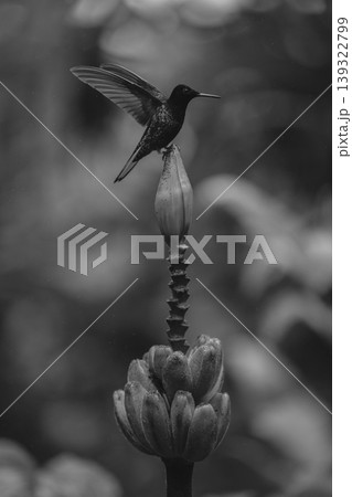 Mono velvet-purple coronet lifts wings on flower Mono velvet-purple coronet lifts wings on flower 139322799