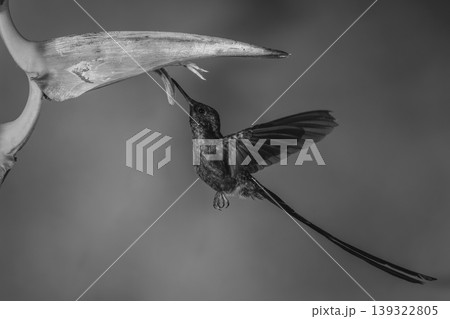 Mono violet-tailed sylph drinks hovering under heliconia Mono violet-tailed sylph drinks hovering under heliconia 139322805