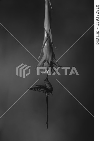 Mono violet-tailed sylph hovers drinking under flower Mono violet-tailed sylph hovers drinking under flower 139322810