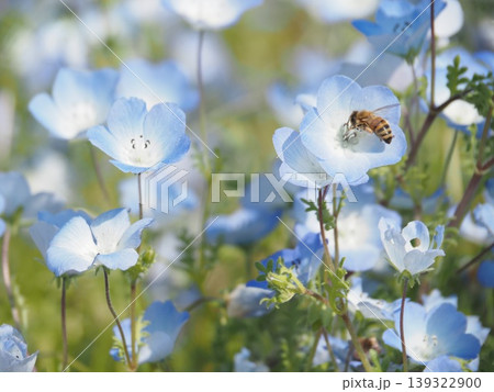 ネモフィラの花に受粉するミツバチの春の庭 139322900