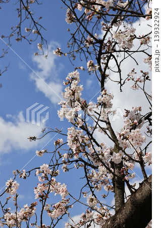 七分咲きの桜の木 139322924