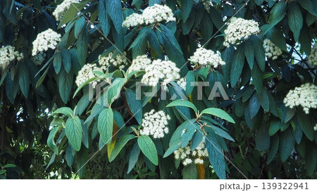 Viburnum rhytidophyllum or leatherleaf viburnum is species of flowering plant in Viburnaceae. Vigorous, coarsely textured evergreen shrub with fragrant creamy-white flowers bloom in cluster in spring. Viburnum rhytidophyllum or leatherleaf viburnum is species of flowering plant in Viburnaceae. Vigorous, coarsely textured evergreen shrub with fragrant creamy-white flowers bloom in cluster in spring. 139322941