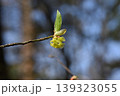 クロモジの花 139323055