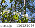 オオカメノ花 139323056