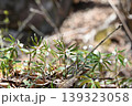 ヒメイチゲの花咲く 139323058