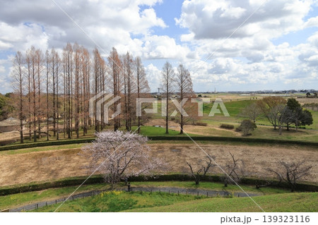 埼玉県行田市さきたま古墳公園の冬枯れのメタセコイアの木 139323116