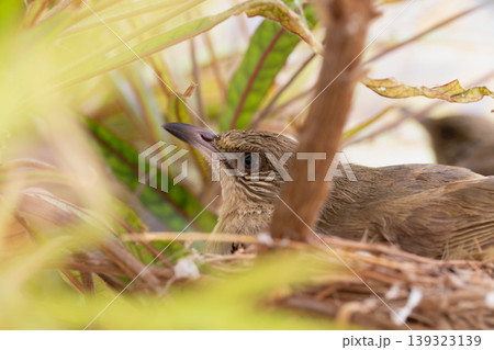 Stealthy Olive-winged Bulbul Resting Motionless in Dense Nest Foliage Stealthy Olive-winged Bulbul Resting Motionless in Dense Nest Foliage 139323139