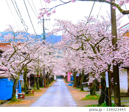 がいせん桜は明治39年、宿場町の街道の両側に日露戦争での戦勝を記念して桜が植えられた、真庭市新庄村 139323443