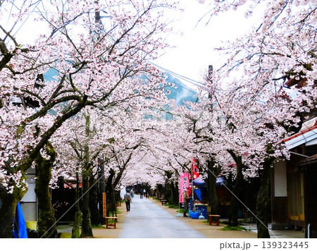 がいせん桜は明治39年、宿場町の街道の両側に日露戦争での戦勝を記念して桜が植えられた、真庭市新庄村 がいせん桜は明治39年、宿場町の街道の両側に日露戦争での戦勝を記念して桜が植えられた、真庭市新庄村 139323445