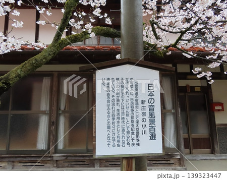 がいせん桜は明治39年、宿場町の街道の両側に日露戦争での戦勝を記念して桜が植えられた、真庭市新庄村 がいせん桜は明治39年、宿場町の街道の両側に日露戦争での戦勝を記念して桜が植えられた、真庭市新庄村 139323447