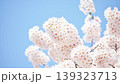 桜の花 139323713