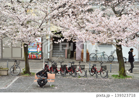 横浜大岡川沿いにある公園に咲く満開のさくら 横浜大岡川沿いにある公園に咲く満開のさくら 139323718