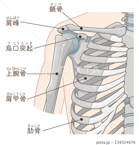 肩関節 Illustration of the shoulder joint 139324076