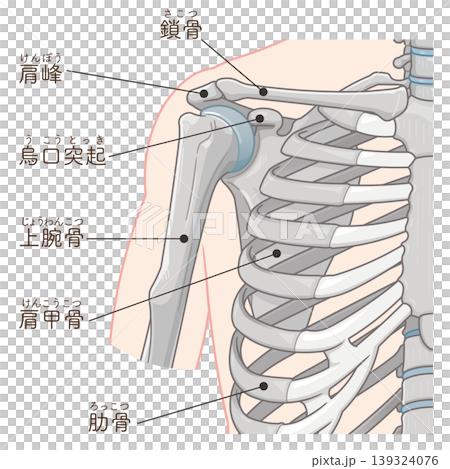 肩関節 Illustration of the shoulder joint 139324076