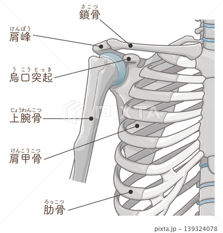 肩関節 Illustration of the shoulder joint 139324078