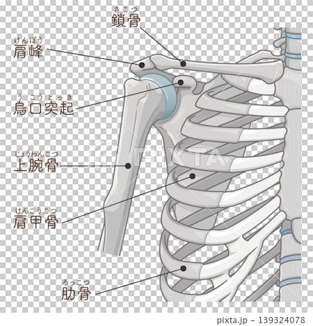 Illustration of the shoulder joint Illustration of the shoulder joint 139324078