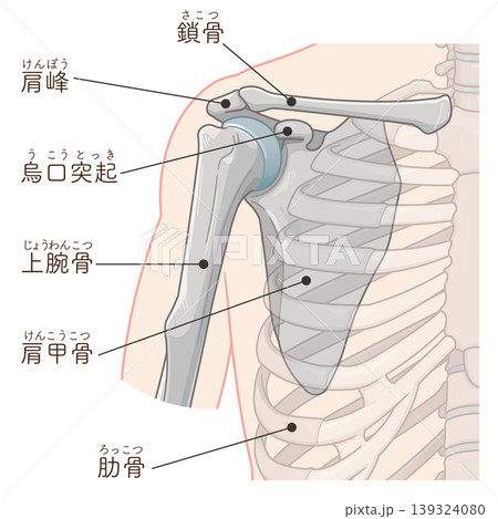 肩関節 Illustration of the shoulder joint 肩関節 Illustration of the shoulder joint 139324080