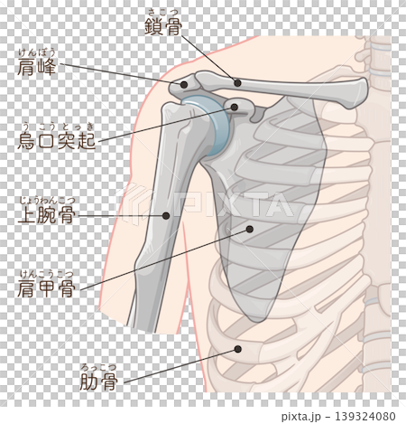 肩関節 Illustration of the shoulder joint 肩関節 Illustration of the shoulder joint 139324080