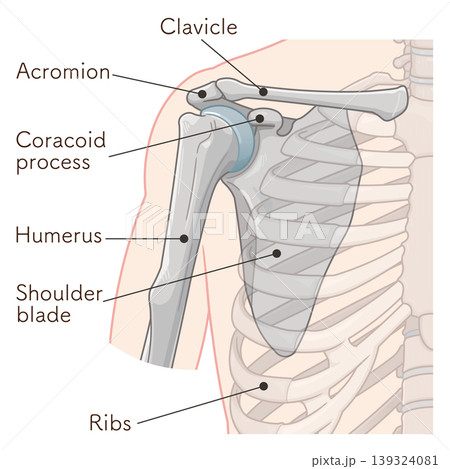 肩関節 Illustration of the shoulder joint 肩関節 Illustration of the shoulder joint 139324081