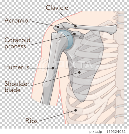 肩関節 Illustration of the shoulder joint 肩関節 Illustration of the shoulder joint 139324081