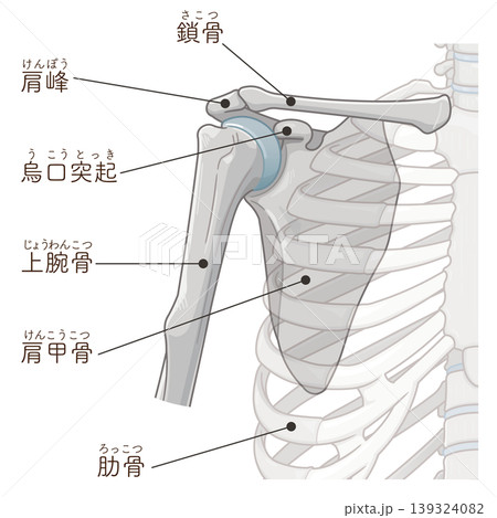 肩関節 Illustration of the shoulder joint 肩関節 Illustration of the shoulder joint 139324082