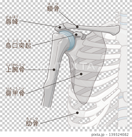 肩関節 Illustration of the shoulder joint 肩関節 Illustration of the shoulder joint 139324082