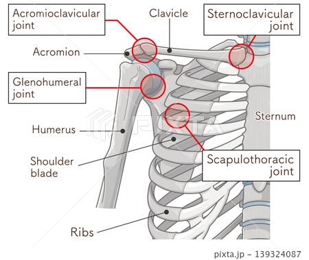 肩関節 Illustration of the shoulder joint 肩関節 Illustration of the shoulder joint 139324087