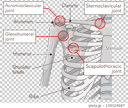 肩関節 Illustration of the shoulder joint 肩関節 Illustration of the shoulder joint 139324087