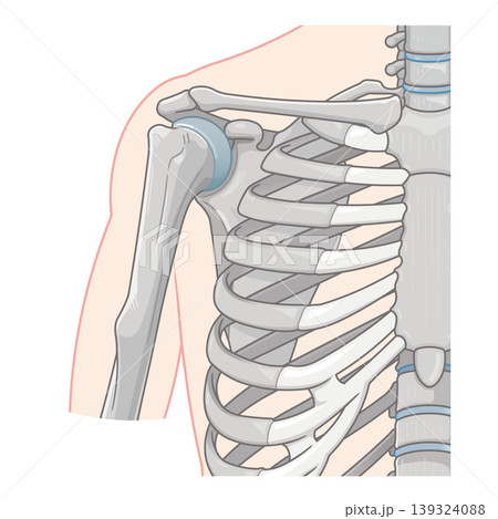 肩関節 Illustration of the shoulder joint 肩関節 Illustration of the shoulder joint 139324088