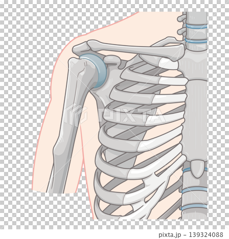 肩関節 Illustration of the shoulder joint 肩関節 Illustration of the shoulder joint 139324088