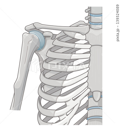 肩関節 Illustration of the shoulder joint 139324089