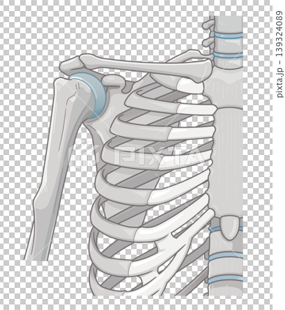 肩関節 Illustration of the shoulder joint 139324089