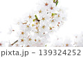 桜の花 139324252
