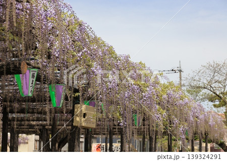 埼玉県加須市玉敷公園の天然記念物の大フジ 埼玉県加須市玉敷公園の天然記念物の大フジ 139324291