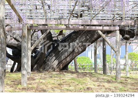埼玉県加須市玉敷公園の天然記念物の大フジ 埼玉県加須市玉敷公園の天然記念物の大フジ 139324294